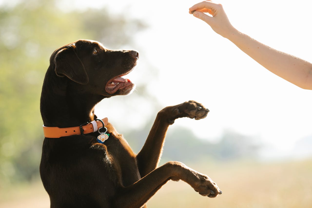 why-choose-us A playful black Labrador Retriever stands on its hind legs interacting with a person outdoors.