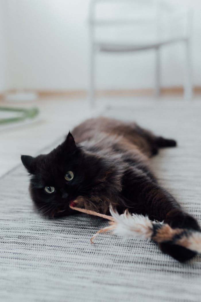 A fluffy black cat lies on a rug, playfully engaging with a toy indoors.