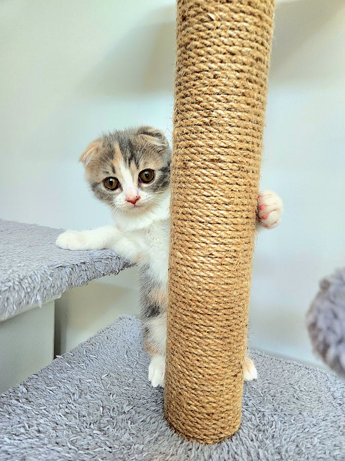 about-02 A cute kitten explores a cat tree, showcasing its playful and curious nature.